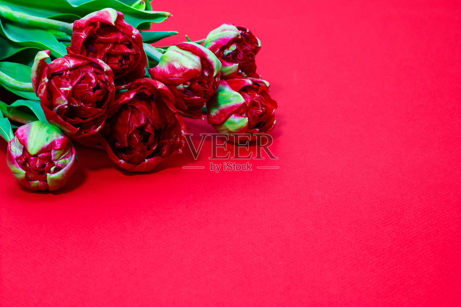 红色郁金香上的红色背景为你的文本自由空间照片摄影图片