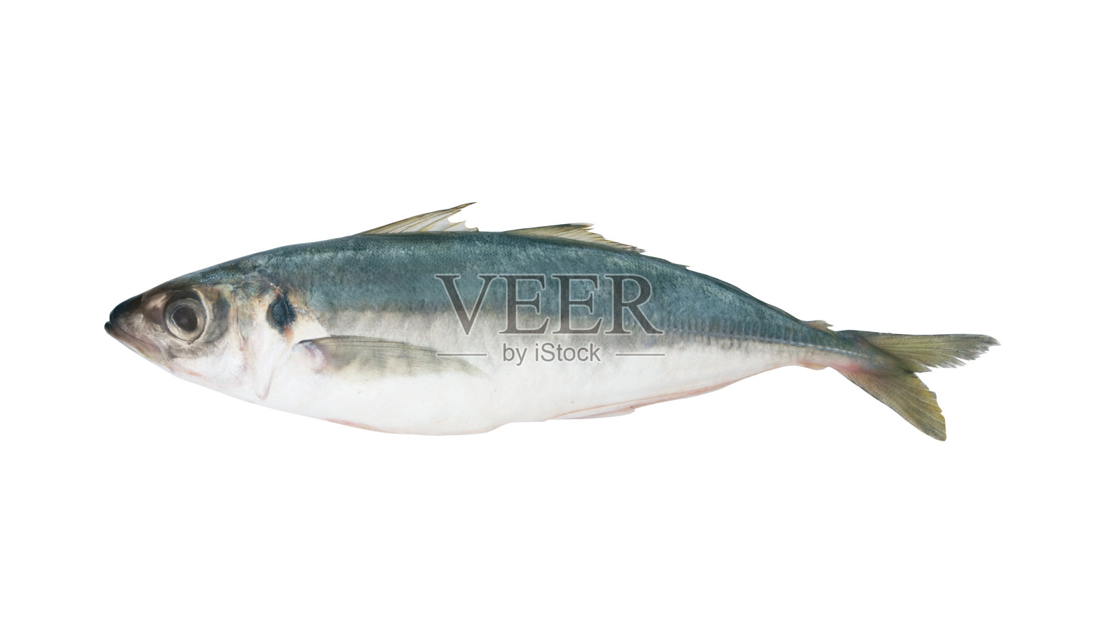 鲜马鲛鱼分离照片摄影图片
