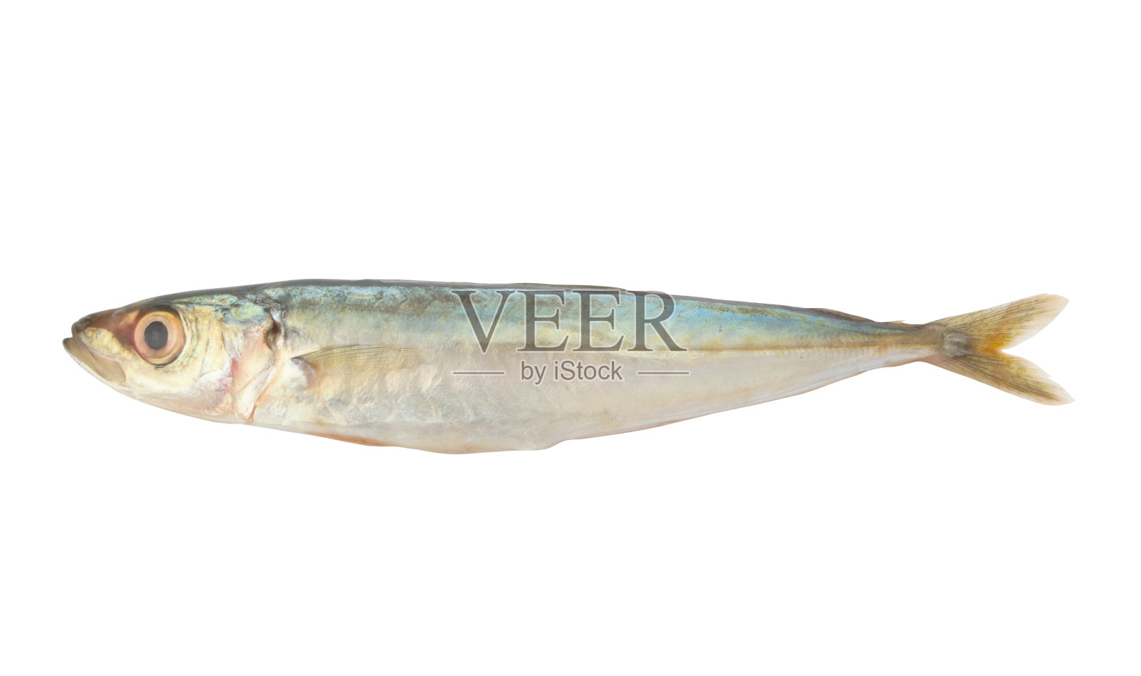 孤立在白色上的小鱼照片摄影图片