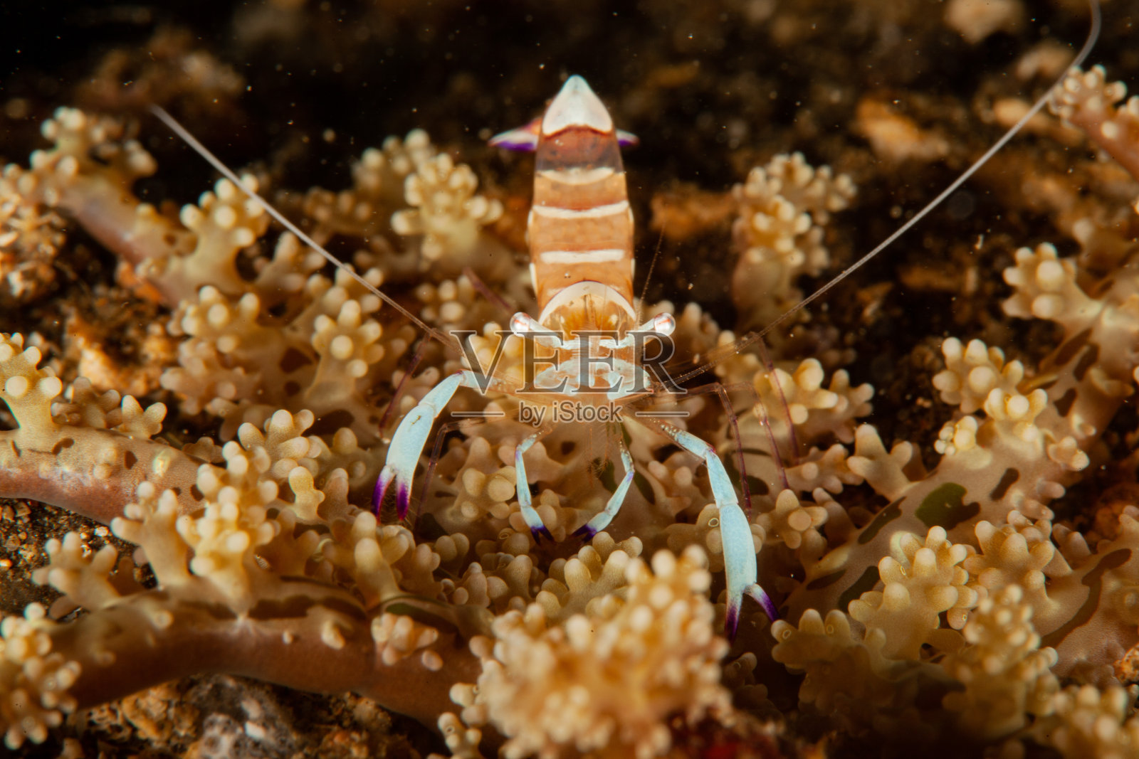喙虾，红水晶虾照片摄影图片