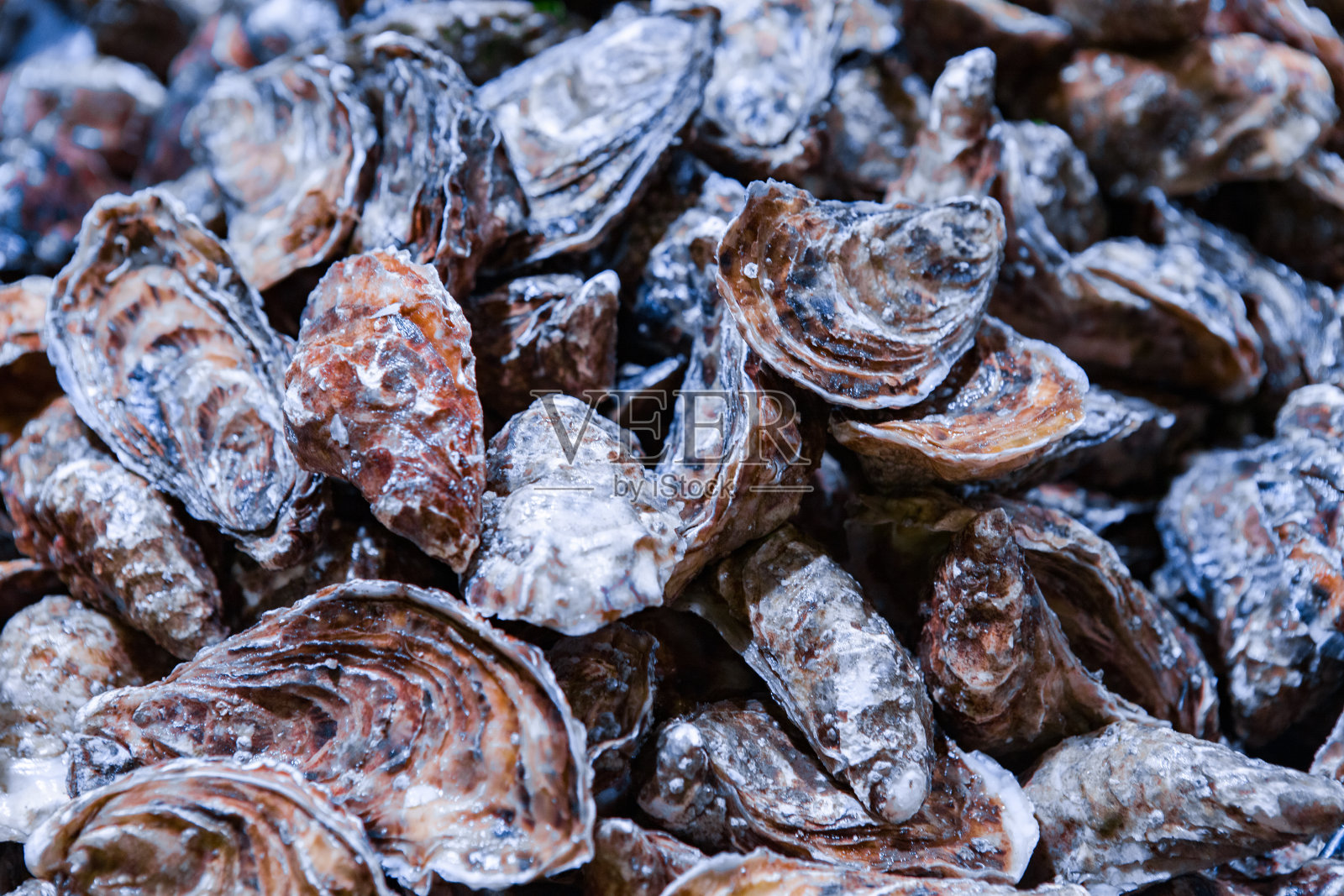 新鲜的生蚝在英国市场出售。软木/爱尔兰照片摄影图片