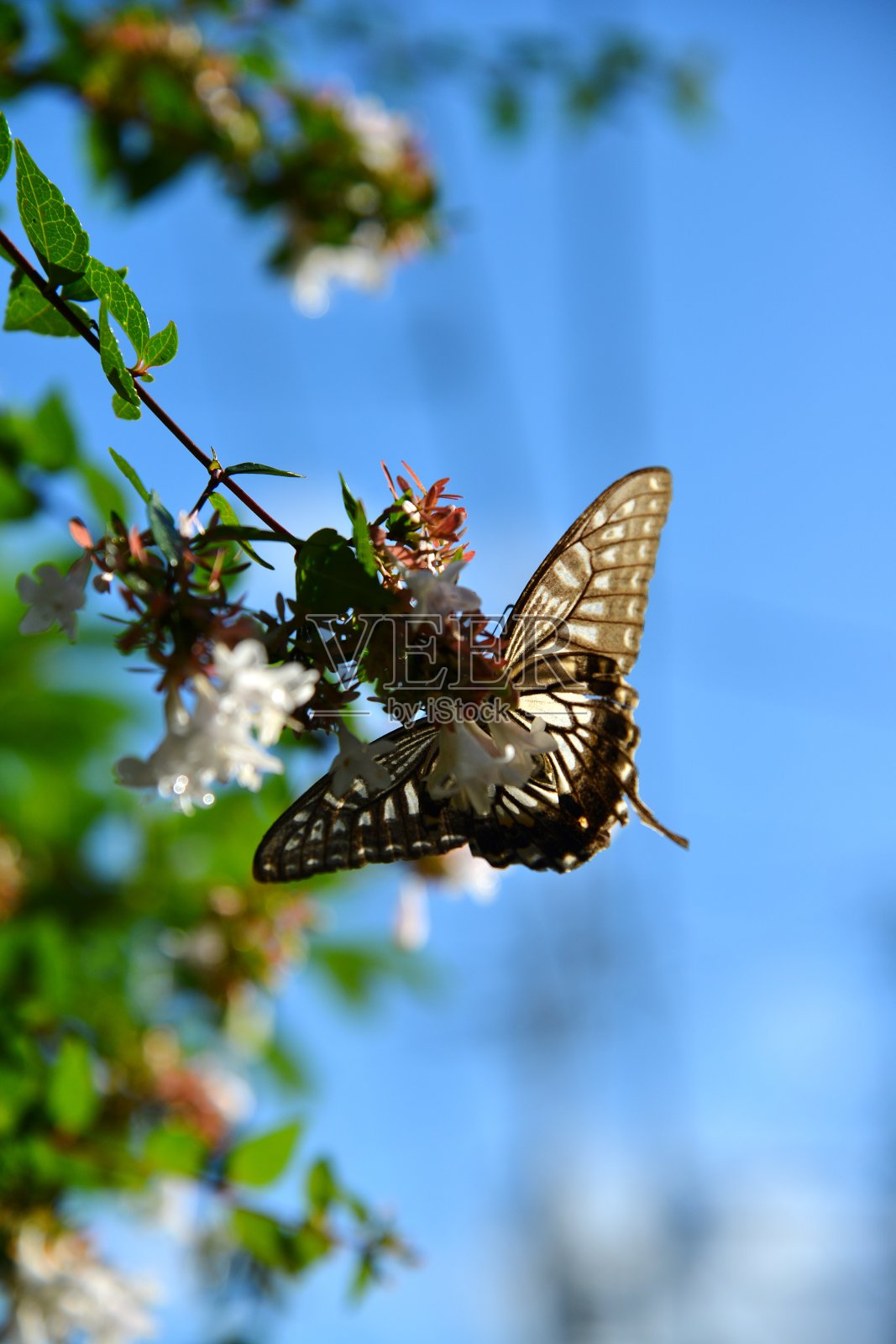 蝴蝶照片摄影图片