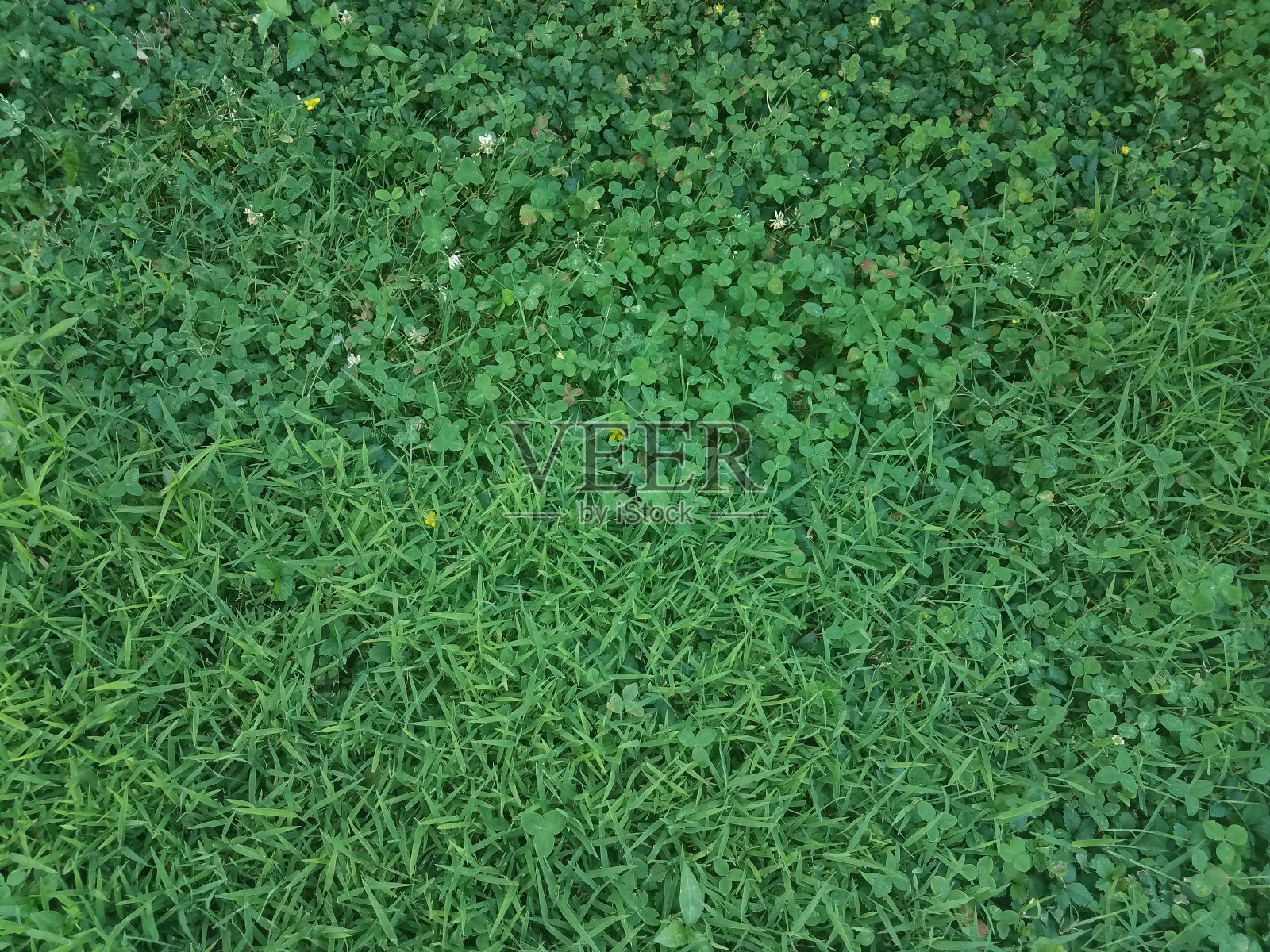 绿草，三叶草和杂草照片摄影图片