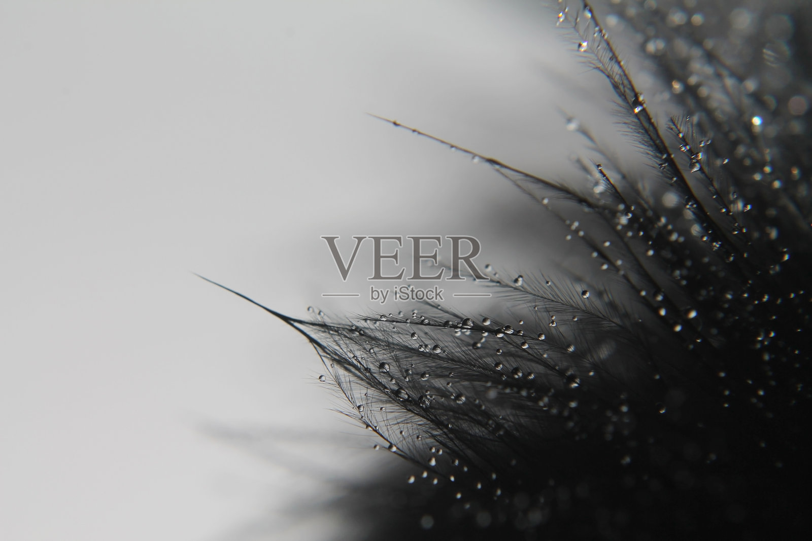 带有小水滴的黑色湿鸟羽毛照片摄影图片