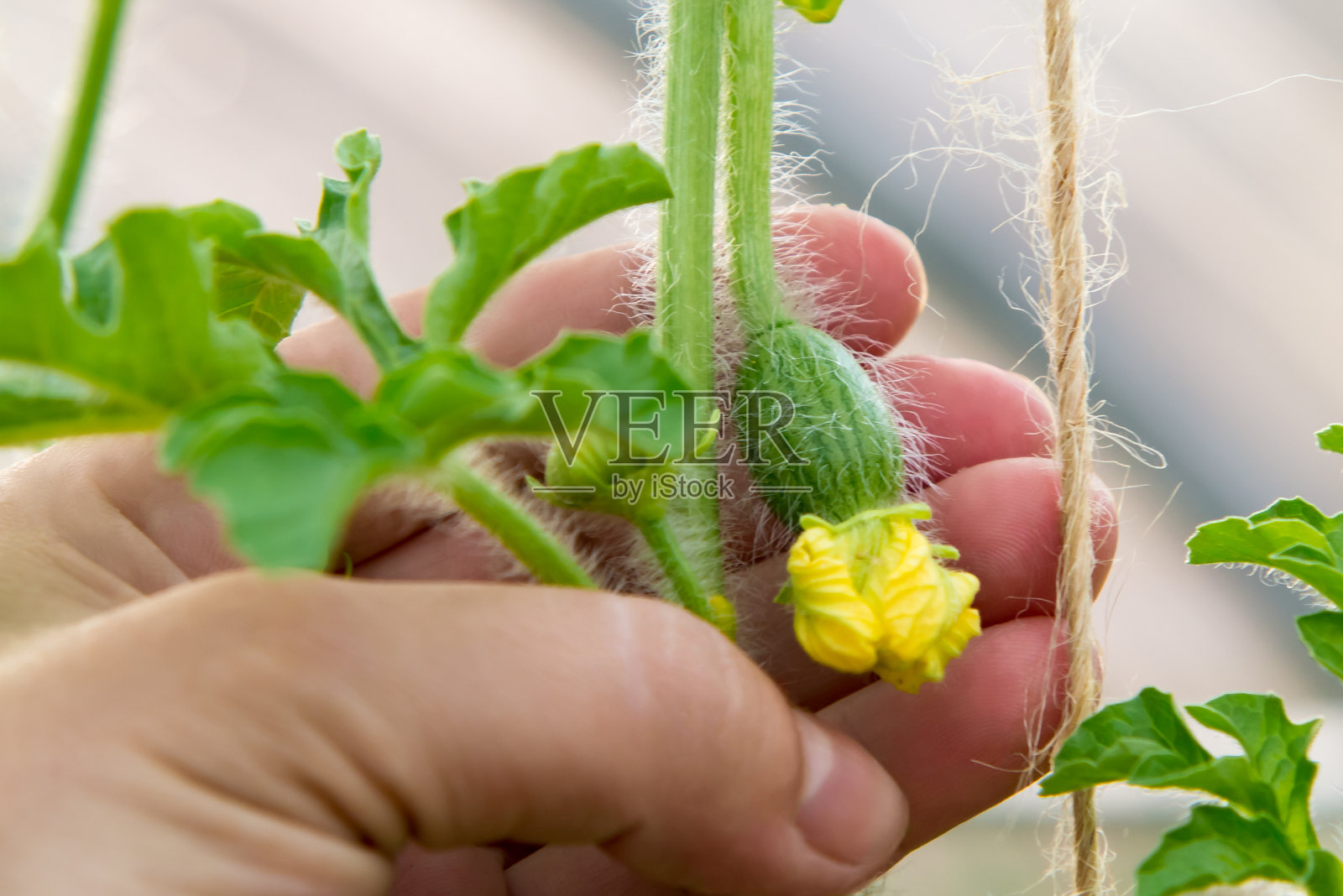 在温室里，女性手捧着西瓜的小花子房照片摄影图片