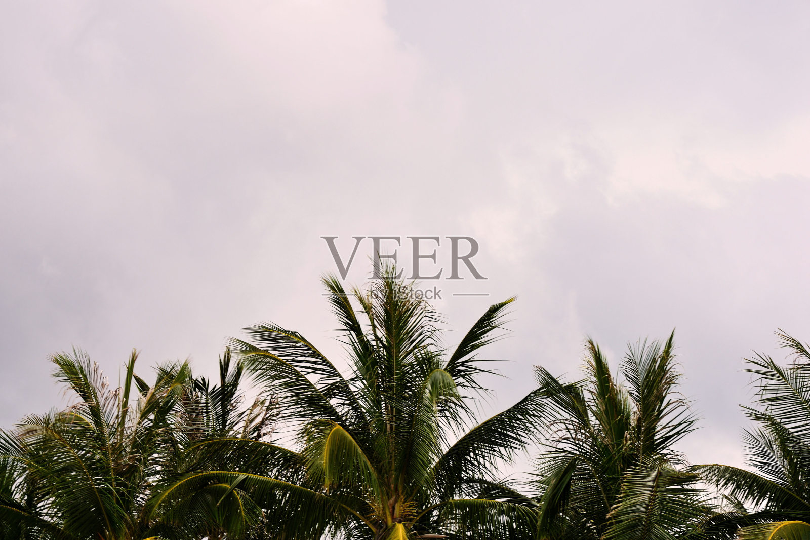 在热带地区的傍晚，棕榈树的顶端映衬着多云的天空照片摄影图片