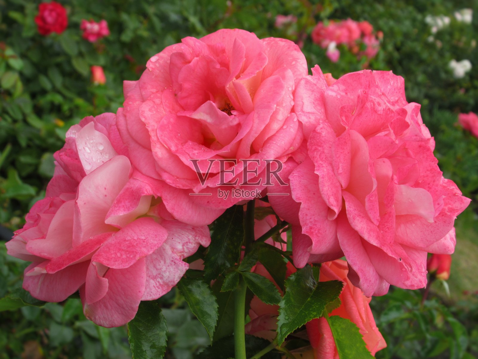 2019年，在Vacouver Q.E公园玫瑰花园，美丽的鲜红玫瑰绽放照片摄影图片