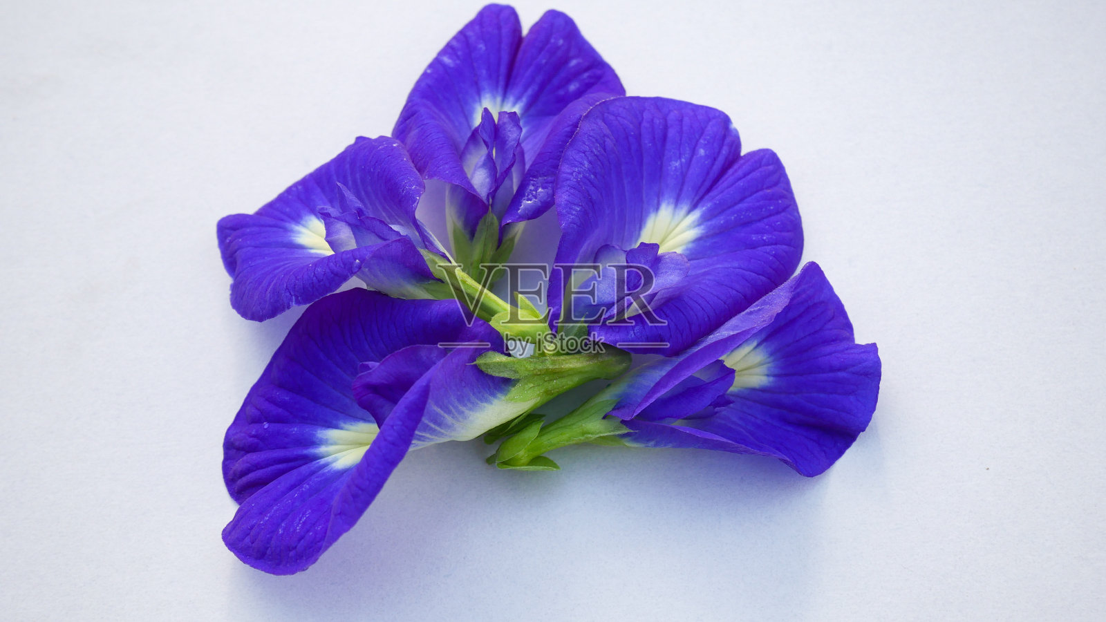 靠近豌豆花在白色的背景。照片摄影图片