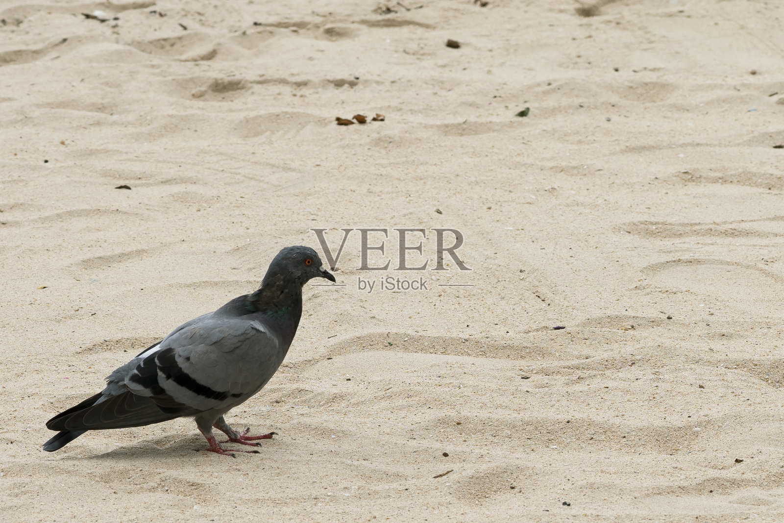近灰色的鸽子在海滩上为背景和书封面或贺卡照片摄影图片
