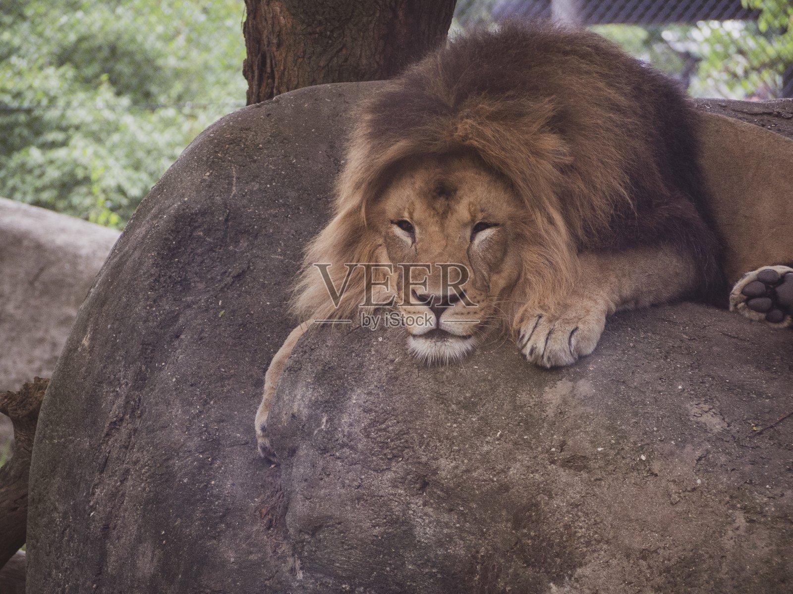 狮子照片摄影图片