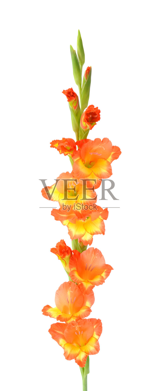 橙色剑兰照片摄影图片