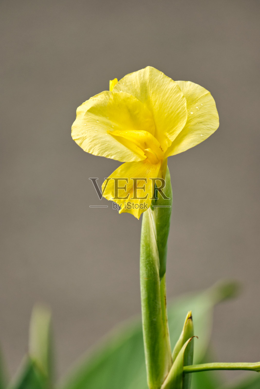 黄色的美人蕉百合在灰色的背景照片摄影图片