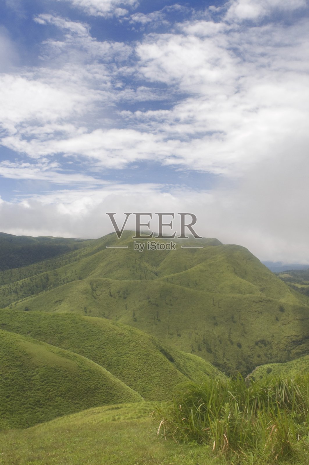 野生虎保护区草地生物群系照片摄影图片