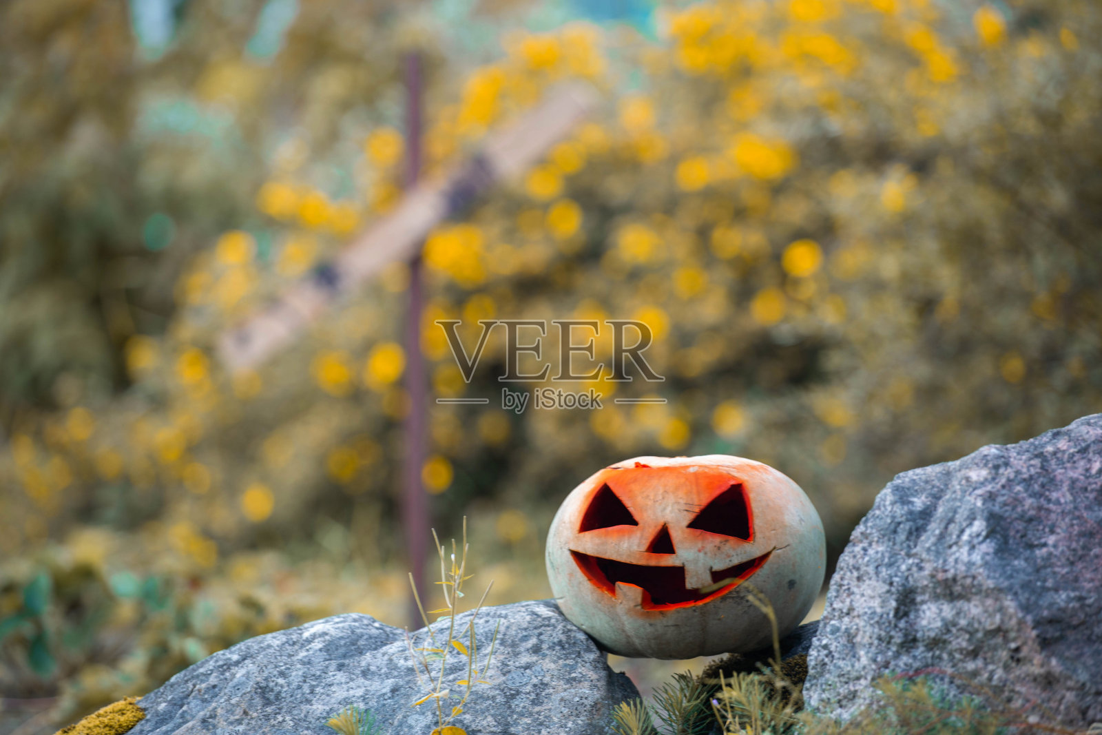 万圣节花园里的南瓜照片摄影图片