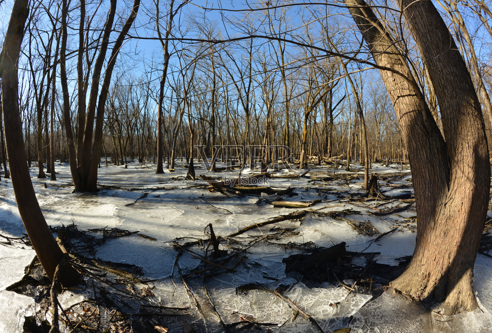 冬天的芝加哥森林照片摄影图片