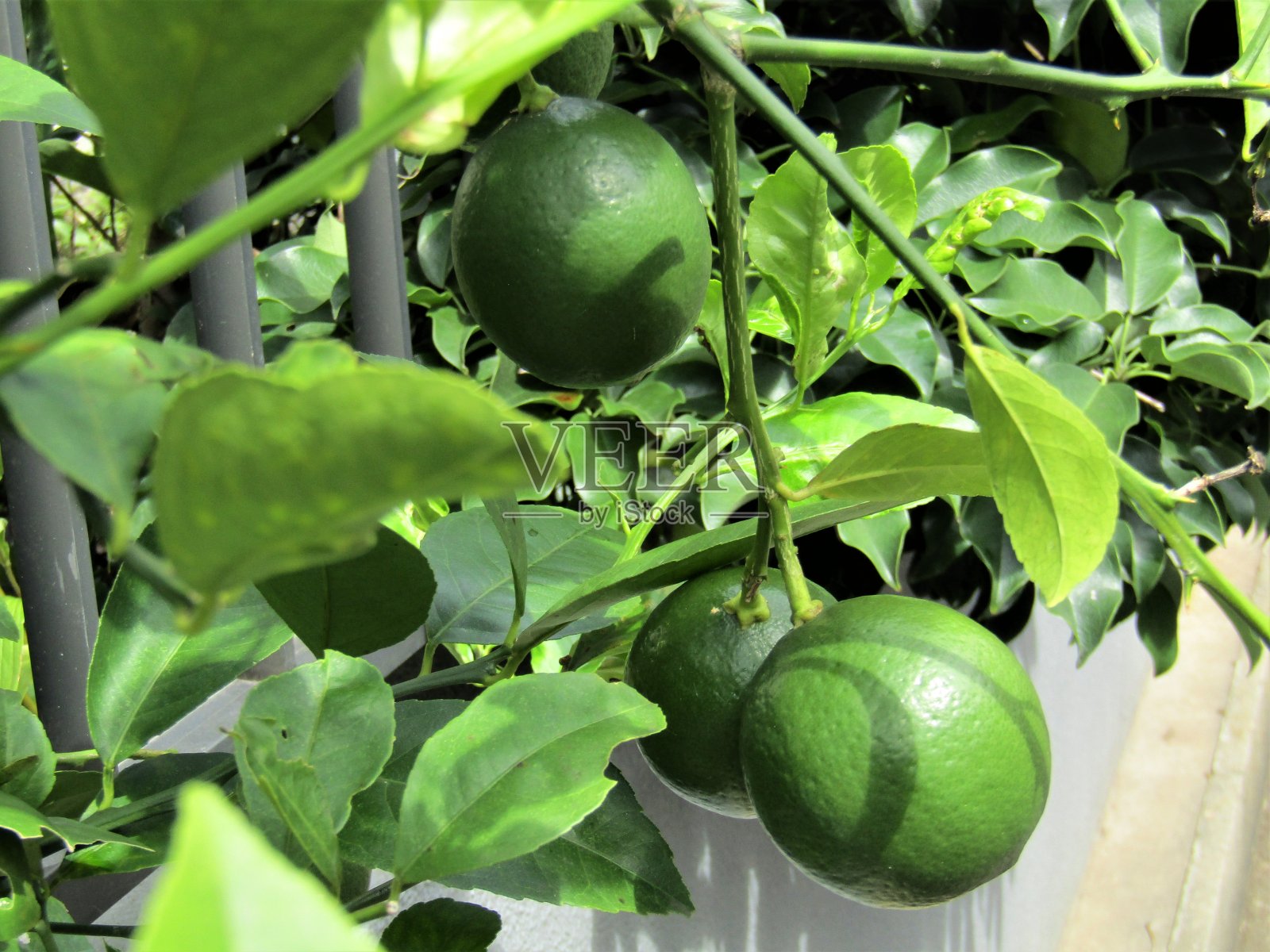 石灰的水果。9月。流山市，千叶县，日本。照片摄影图片