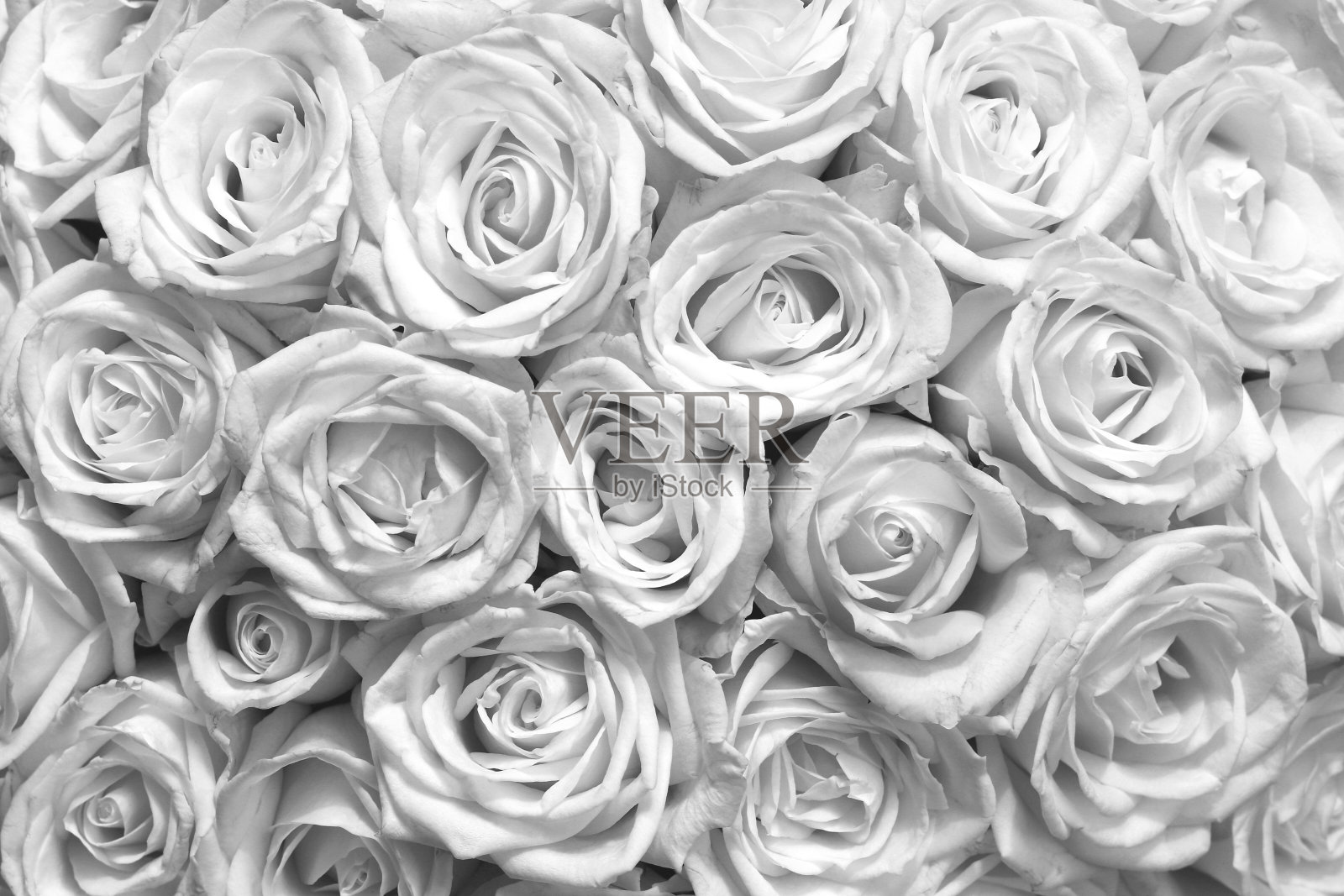 黑色和白色的背景与美丽的玫瑰照片摄影图片