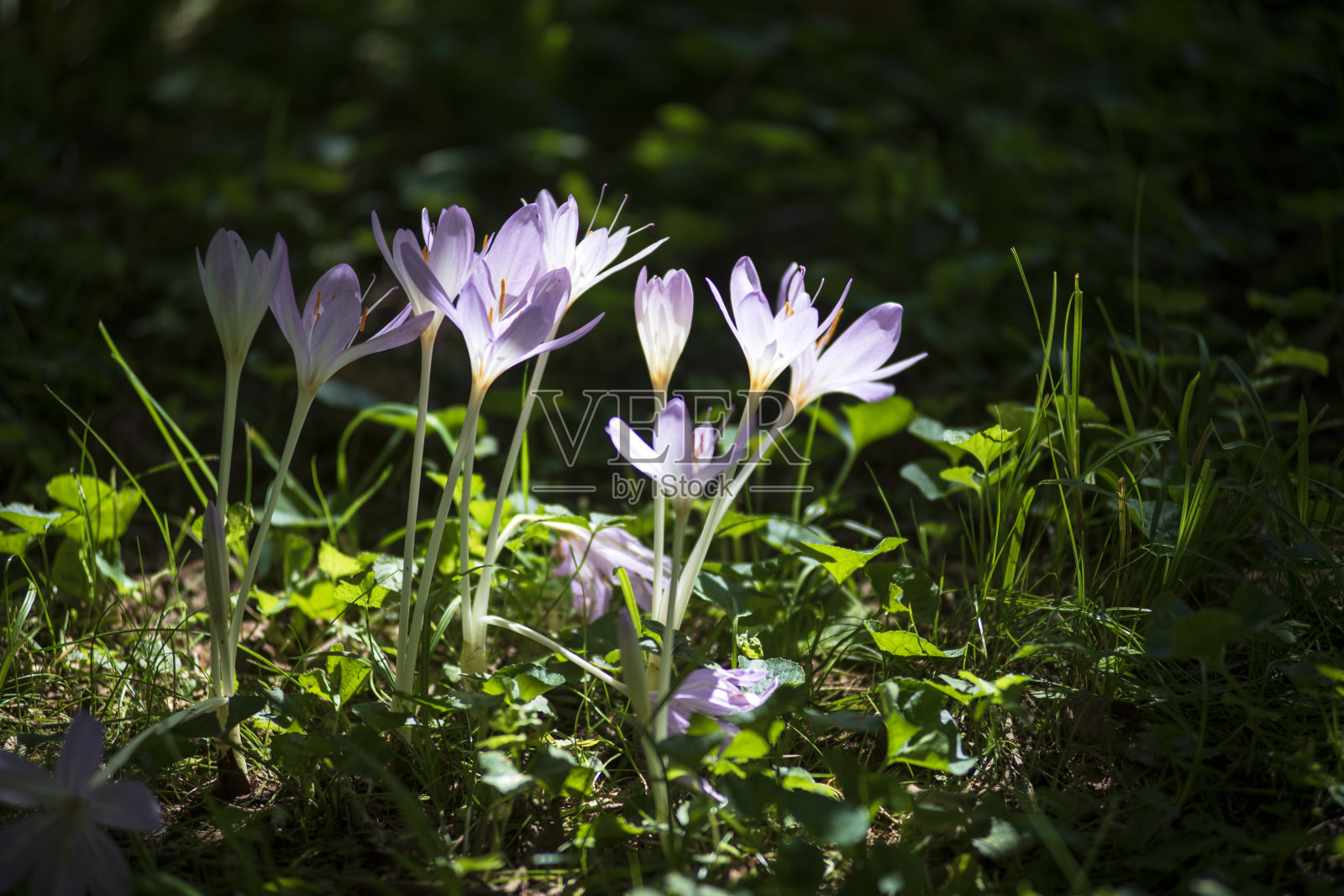盛开的番红花照片摄影图片