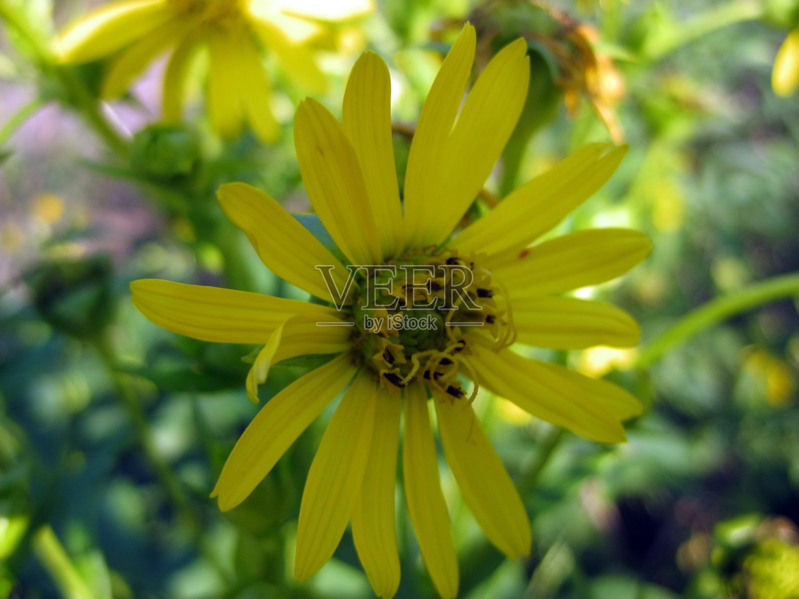 特写的黄色鲜艳的花在大自然的绿色背景照片摄影图片
