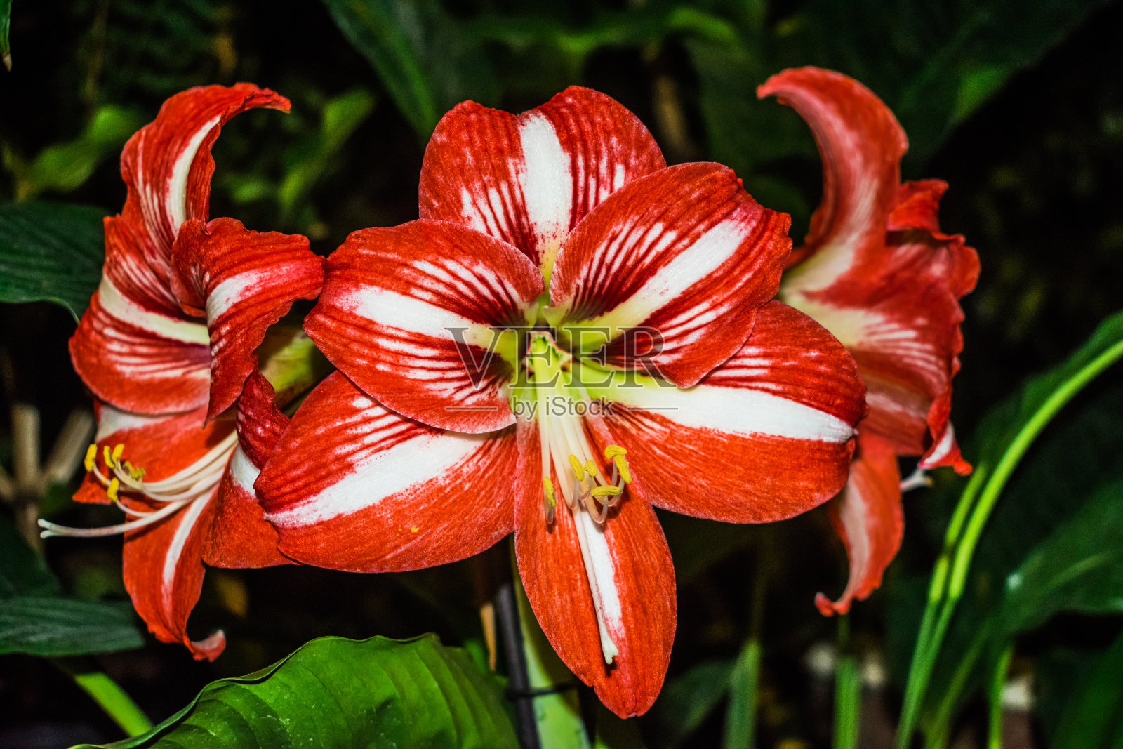 红色和白色的孤挺花照片摄影图片