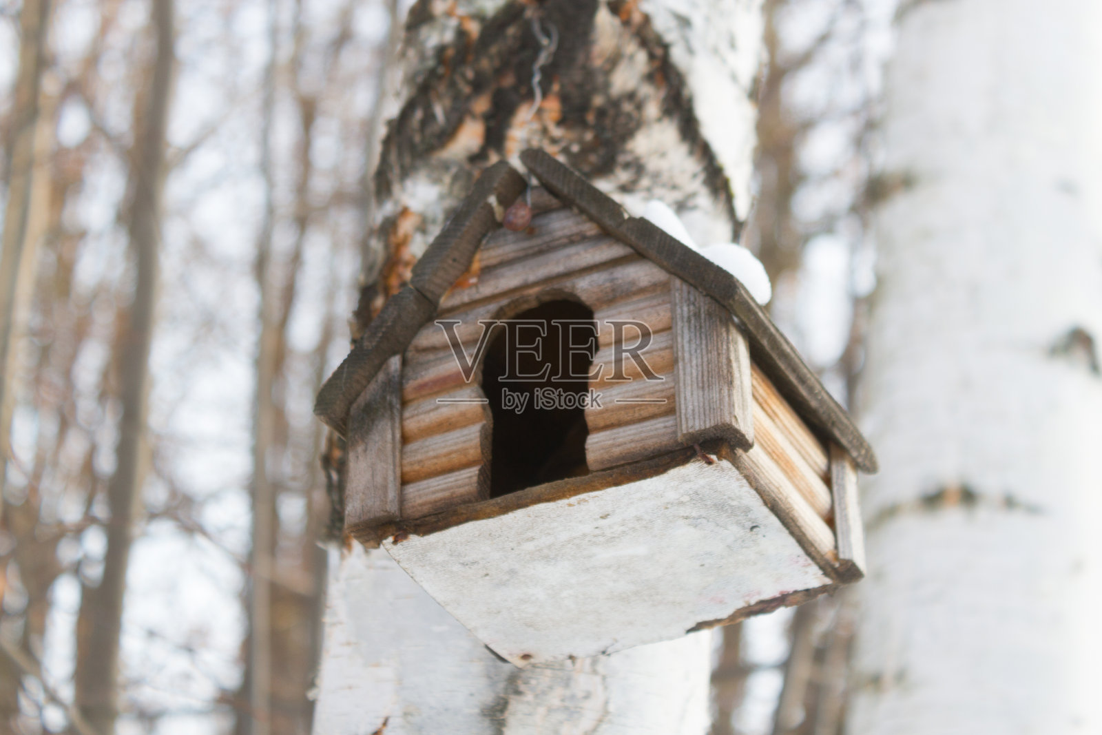 春天的鸟屋照片摄影图片