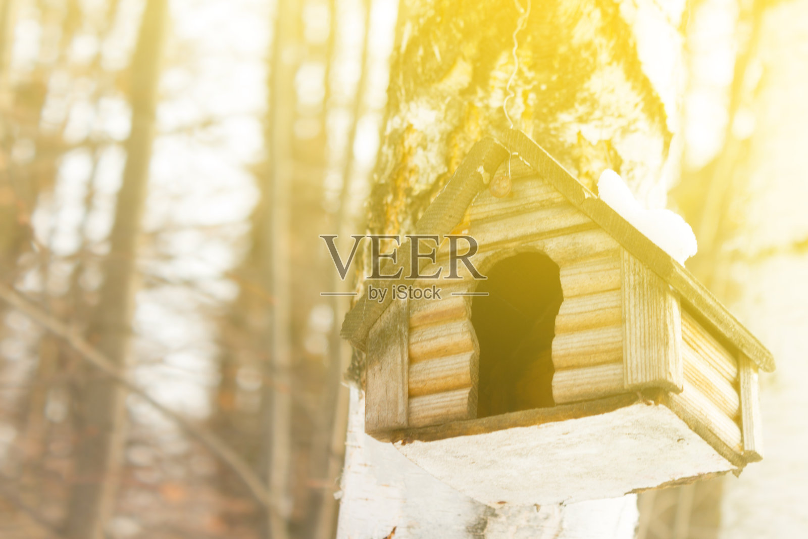 春天的鸟屋照片摄影图片