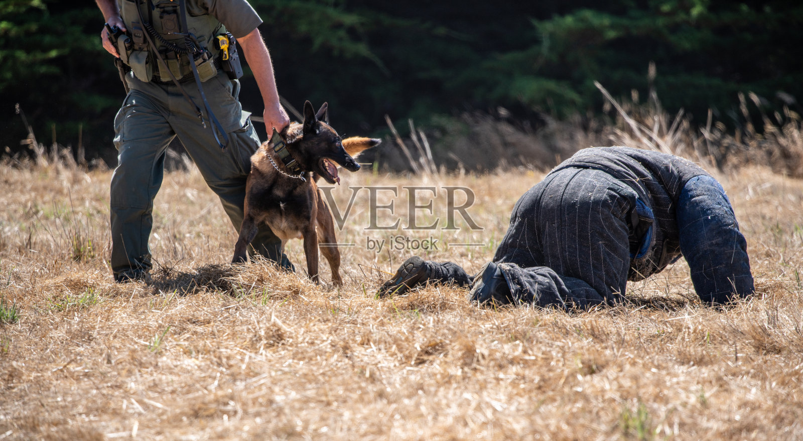 警犬训练与比利时马里诺斯防护服照片摄影图片