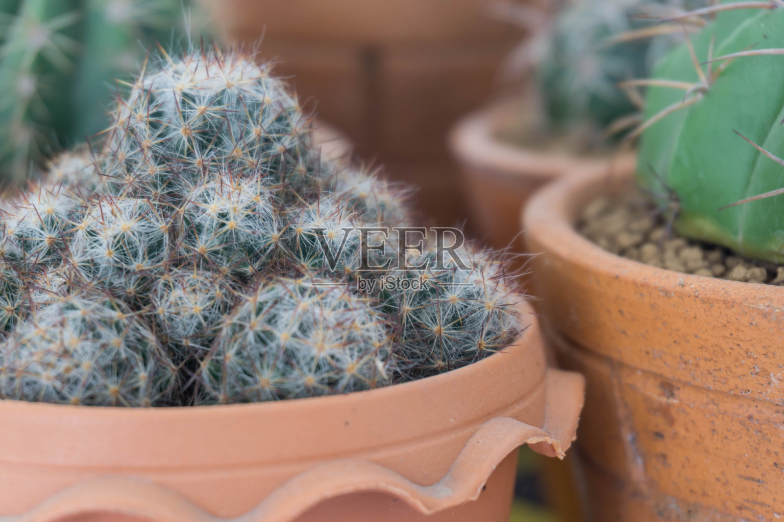 花盆里有不同的仙人掌。有选择性的重点。照片摄影图片