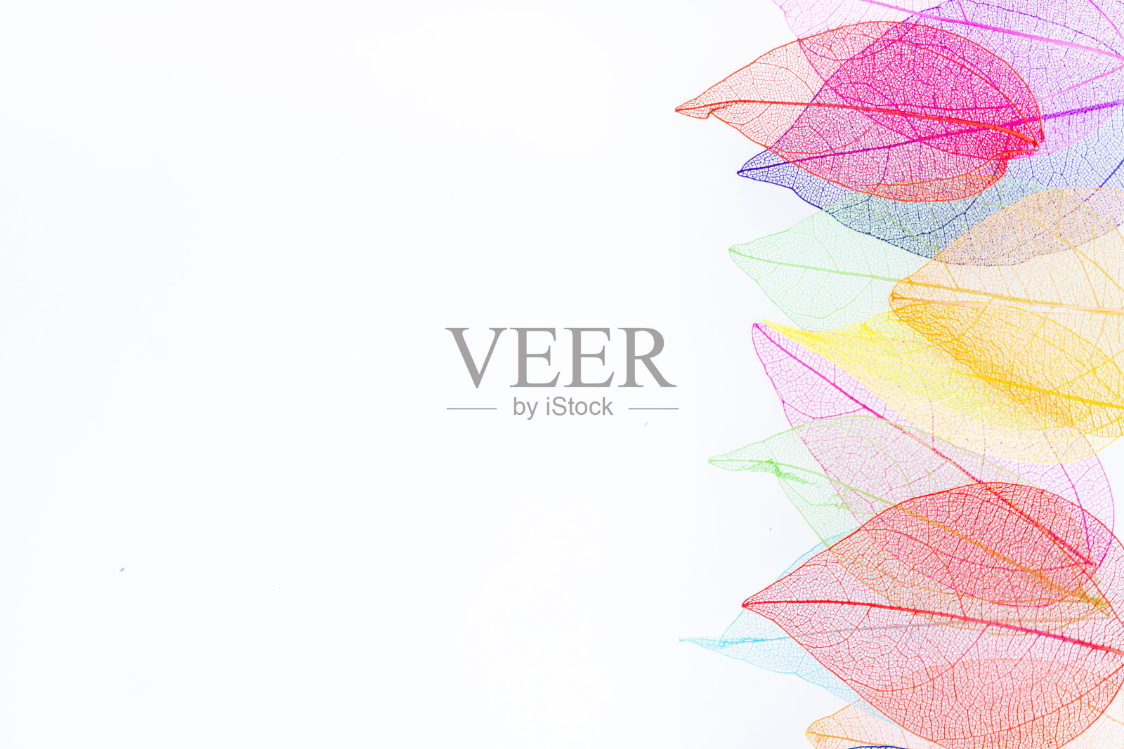 彩色透明叶片骨架照片摄影图片