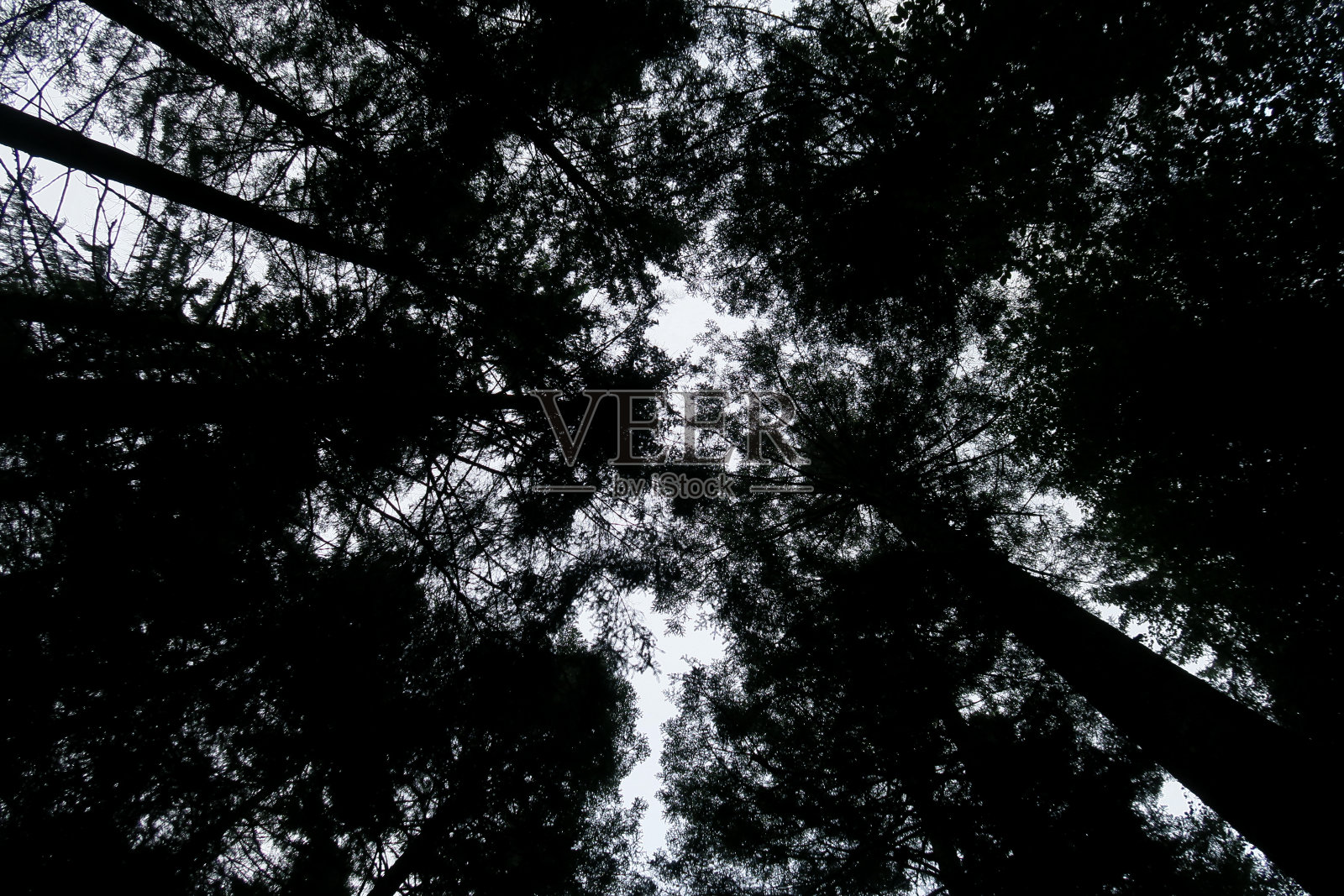 森林内部照片摄影图片