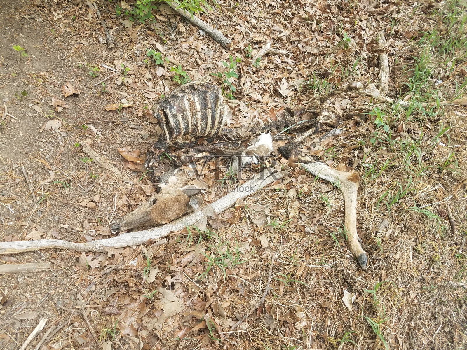 带骨头的鹿尸体照片摄影图片