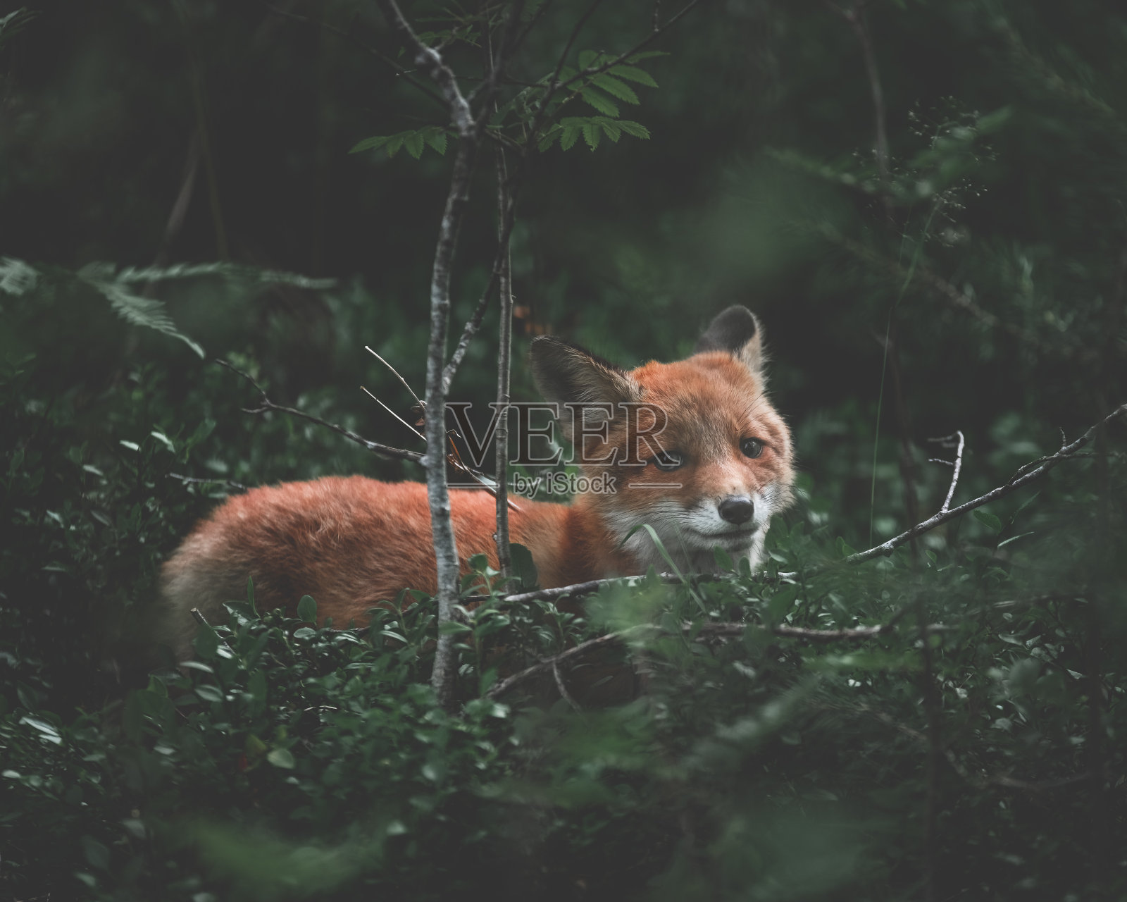 一个芬兰的狐狸照片摄影图片