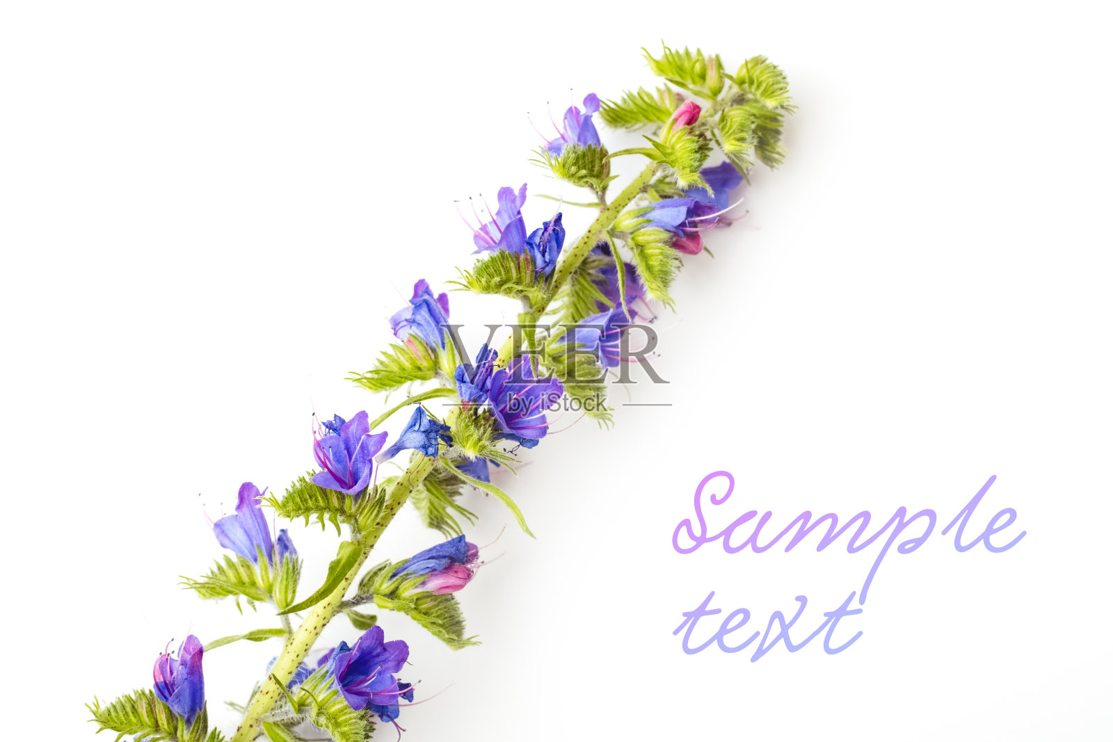 白色背景上美丽的蓝色花朵的树枝。模板与空白的地方为您的文本照片摄影图片