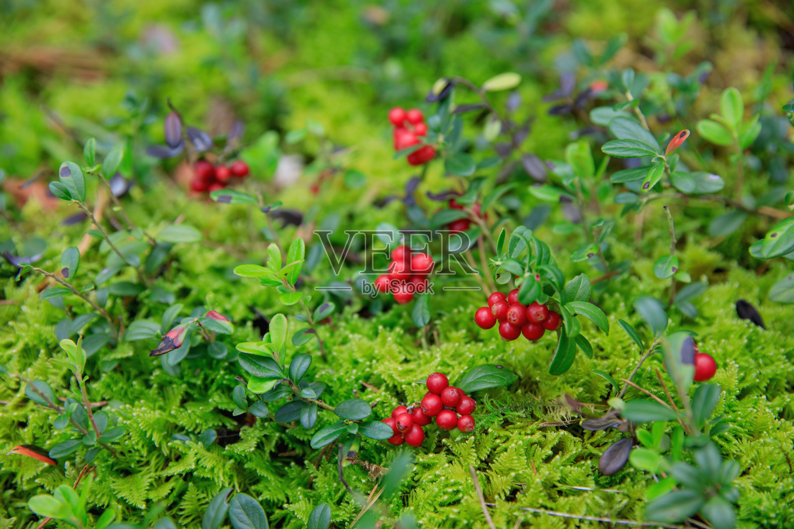 越橘照片摄影图片