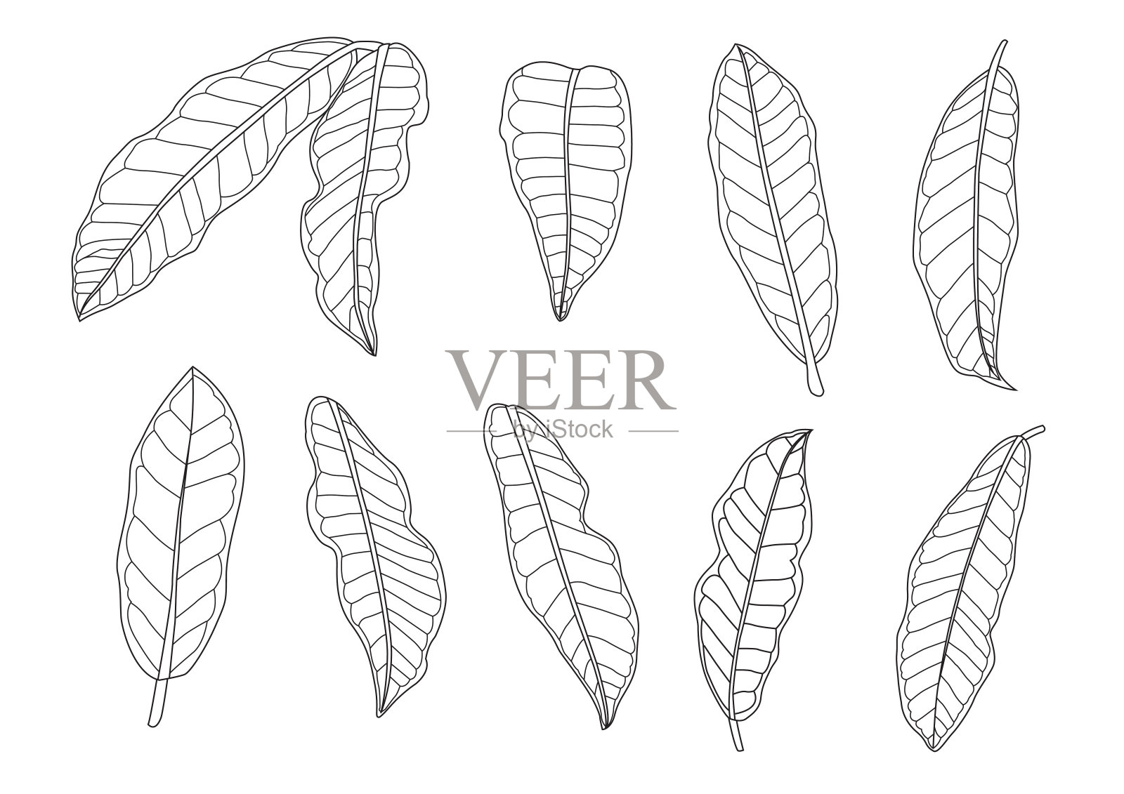 叶线单叶和叶图案黑色带彩色装饰在白色背景上的插图矢量插画图片素材