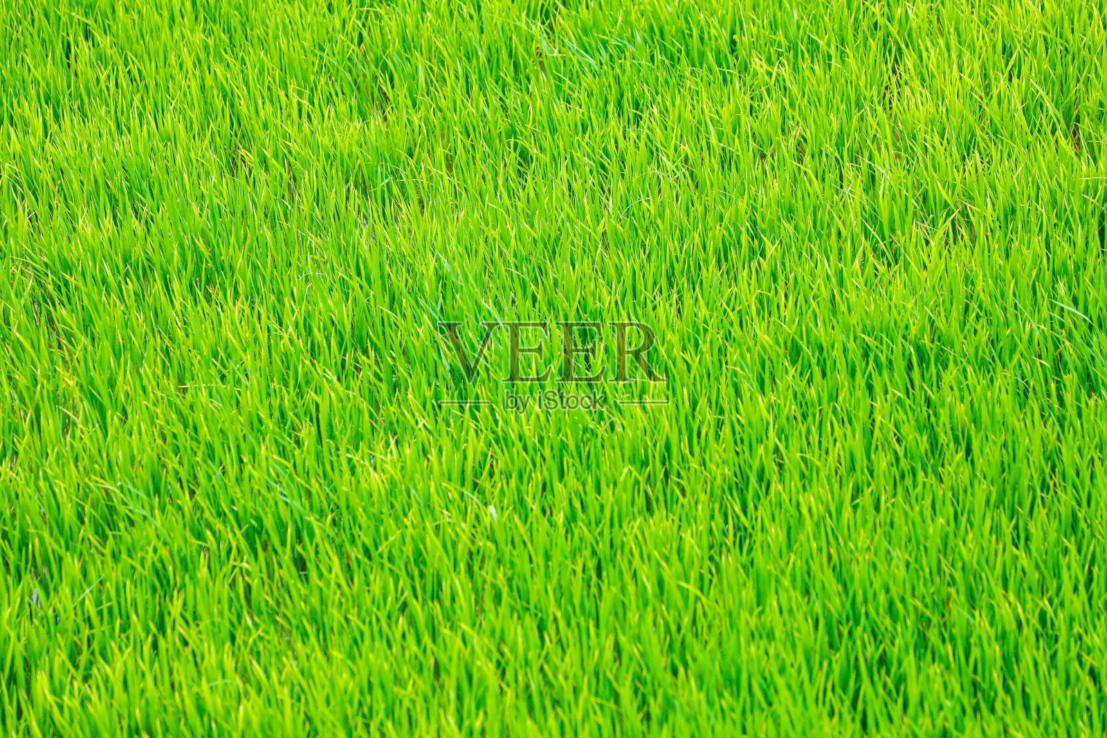 稻田的景观背景在印度照片摄影图片