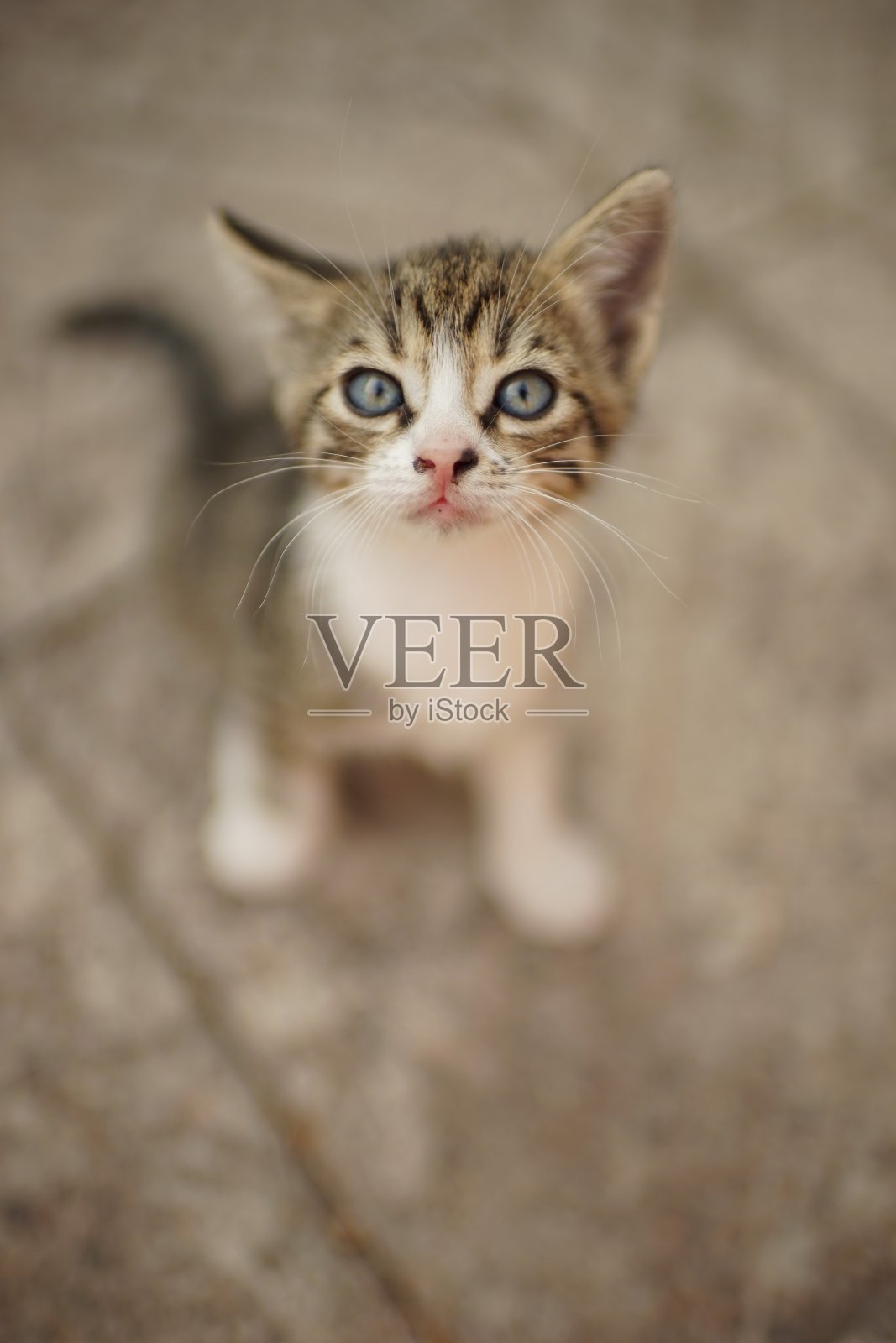 灰白色虎斑猫坐在院子的石头地板上照片摄影图片