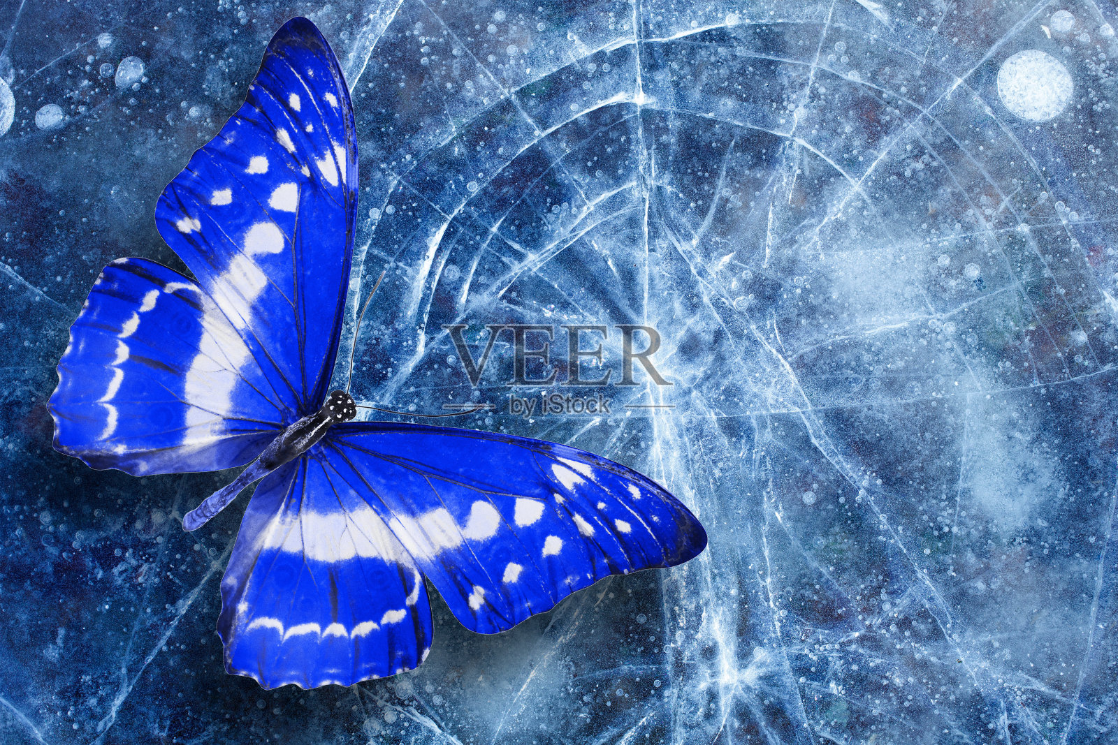 美丽的热带蝴蝶坐在有裂缝的冰面上。模板的设计。照片摄影图片