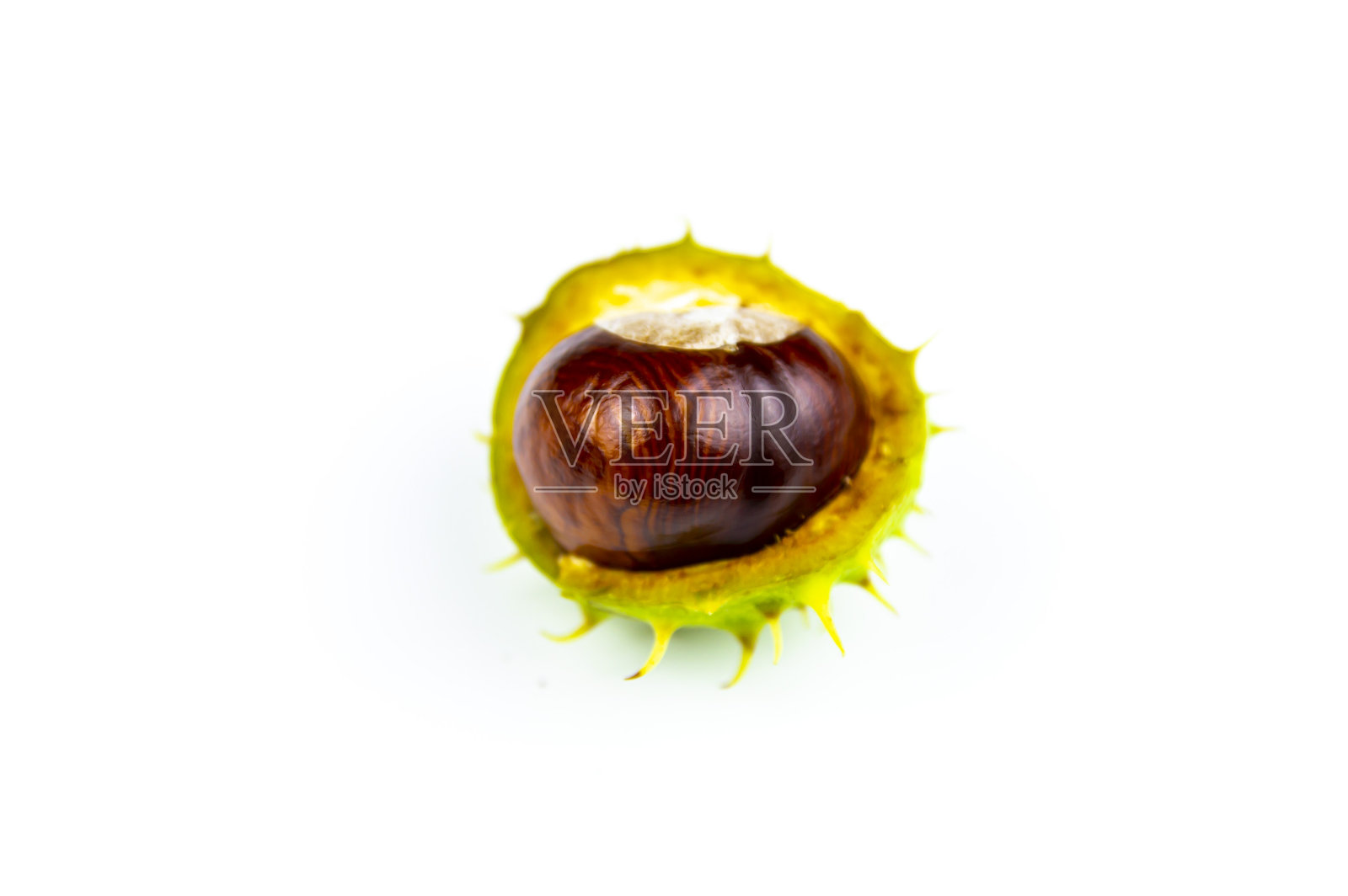 白色背景上的栗子果实。照片摄影图片