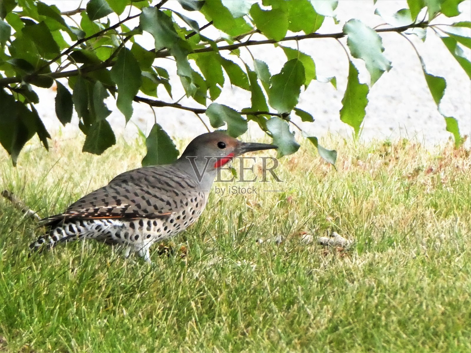 啄木鸟在树下寻找昆虫照片摄影图片