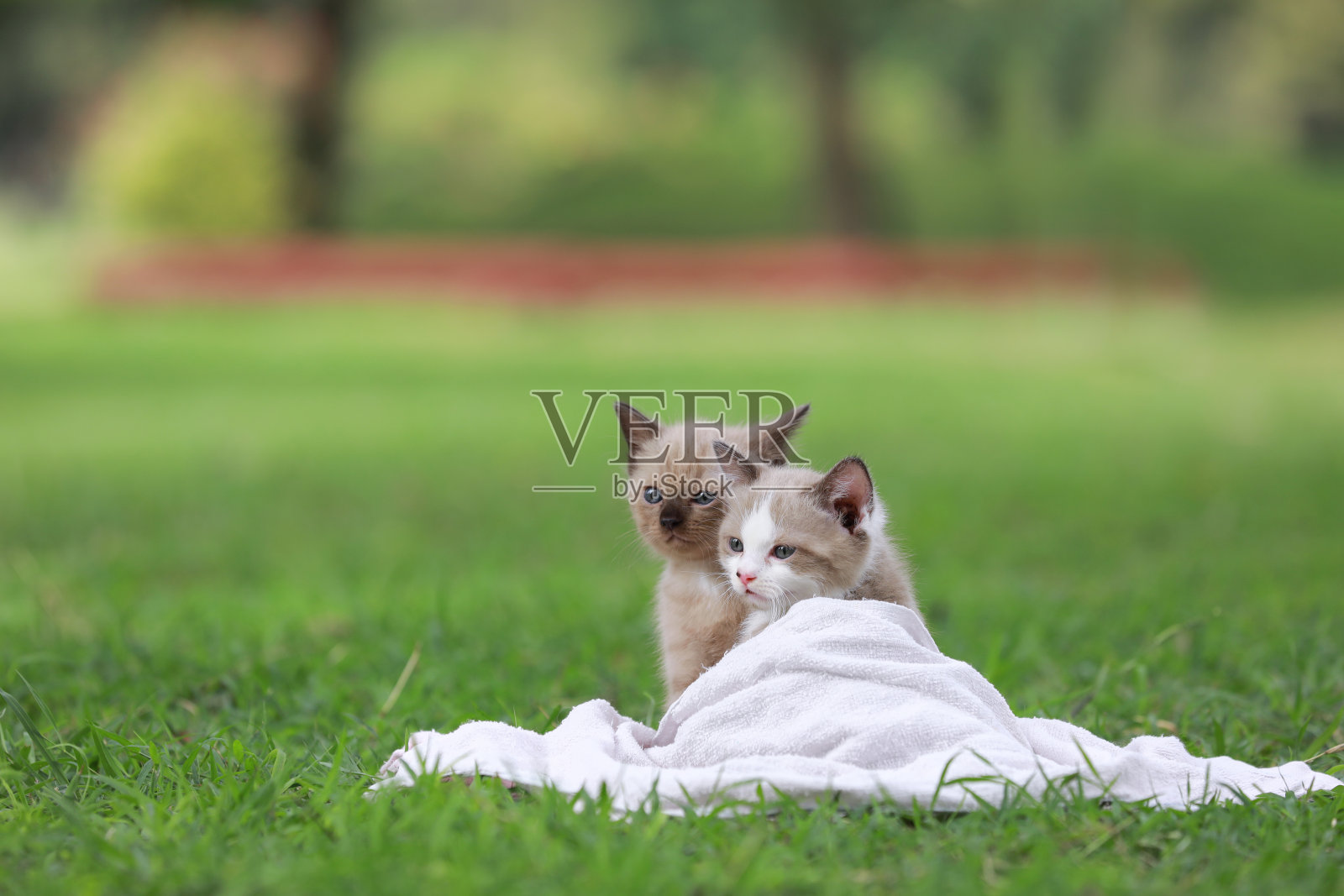 可爱的小猫坐在公园的绿色草地上。照片摄影图片