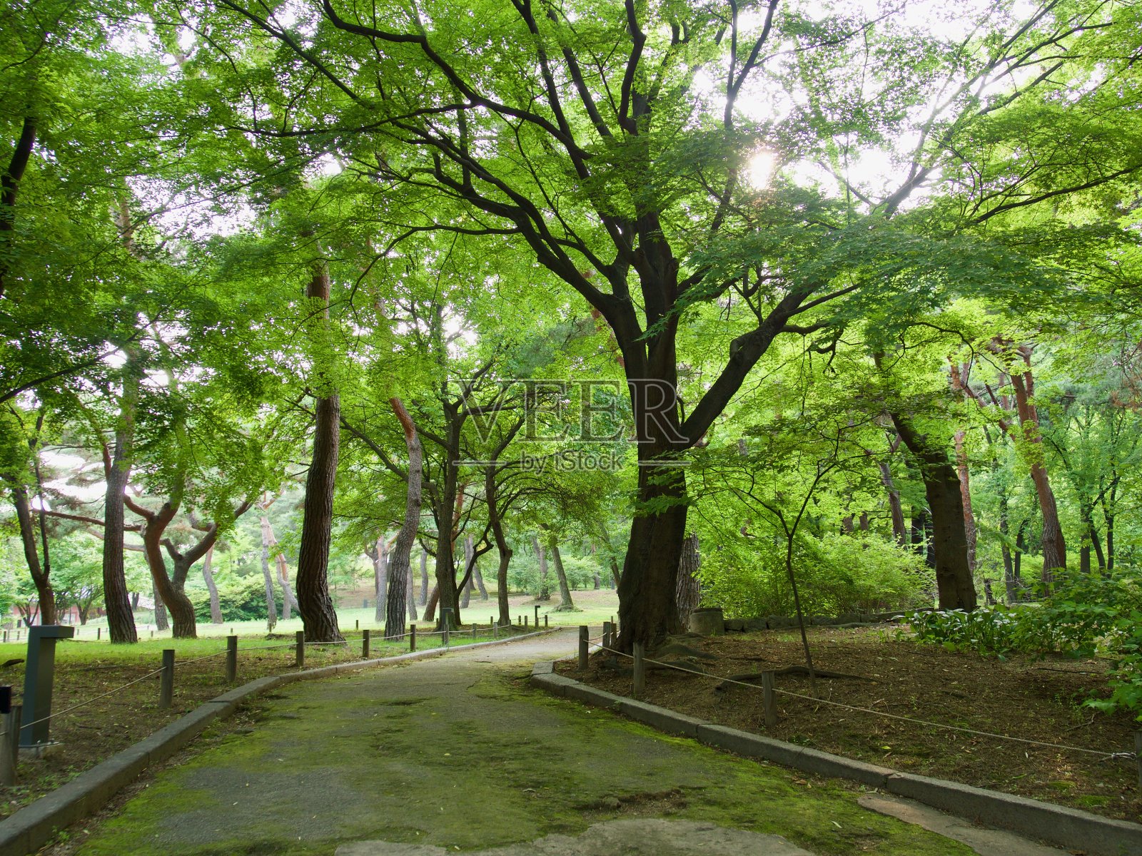 韩国首尔长荣宫森林路照片摄影图片