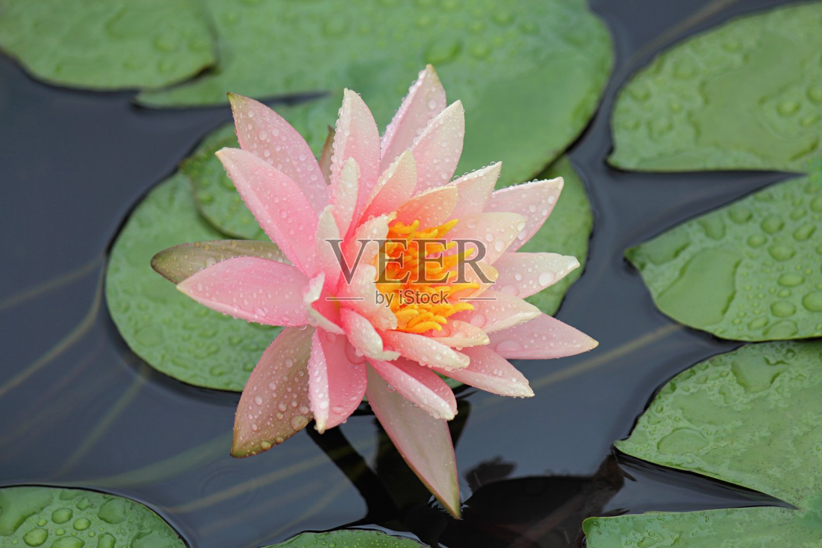 紫色的荷花，粉红的睡莲，照片摄影图片