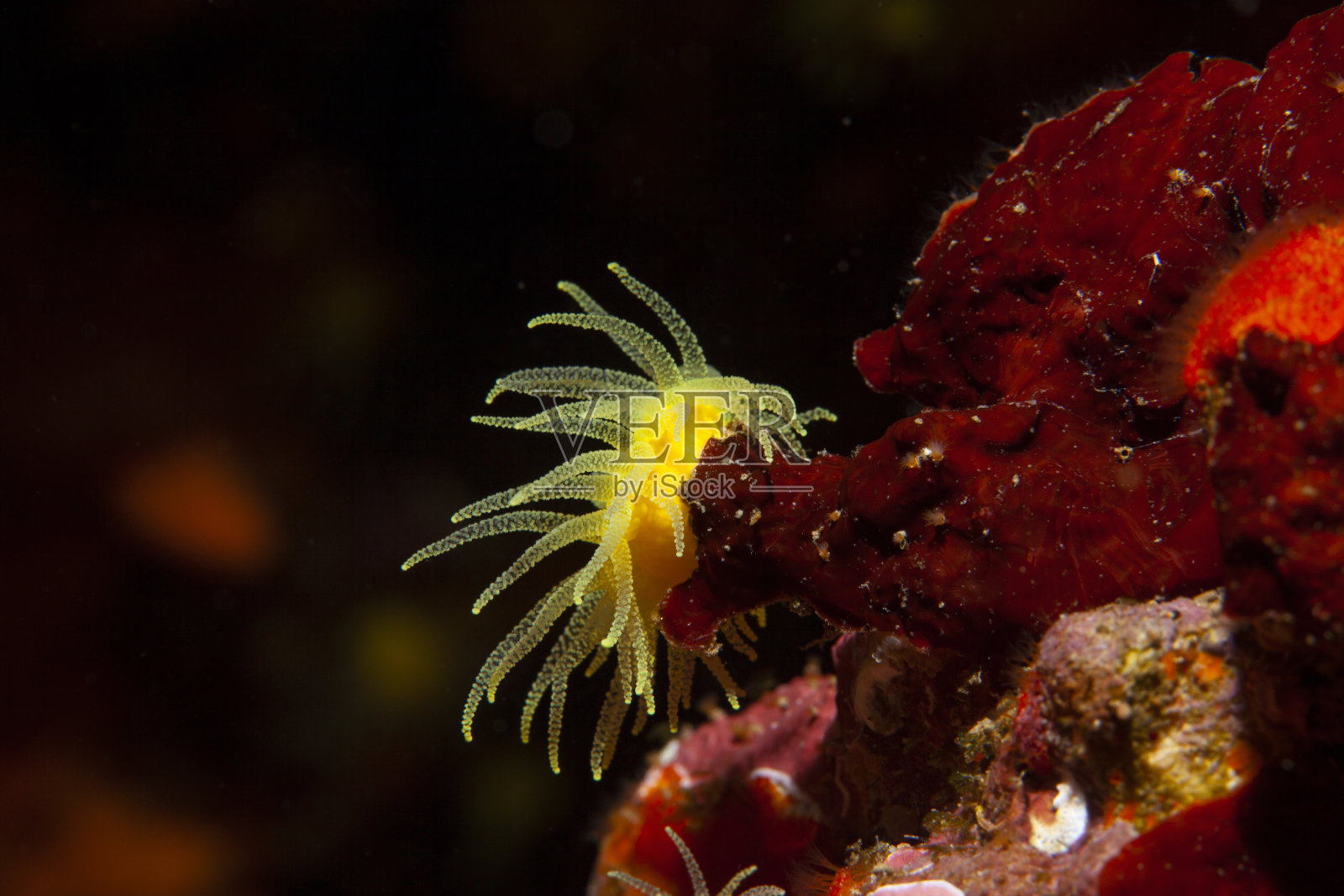 海洋生物水肺潜水员眼中的黄色软珊瑚照片摄影图片
