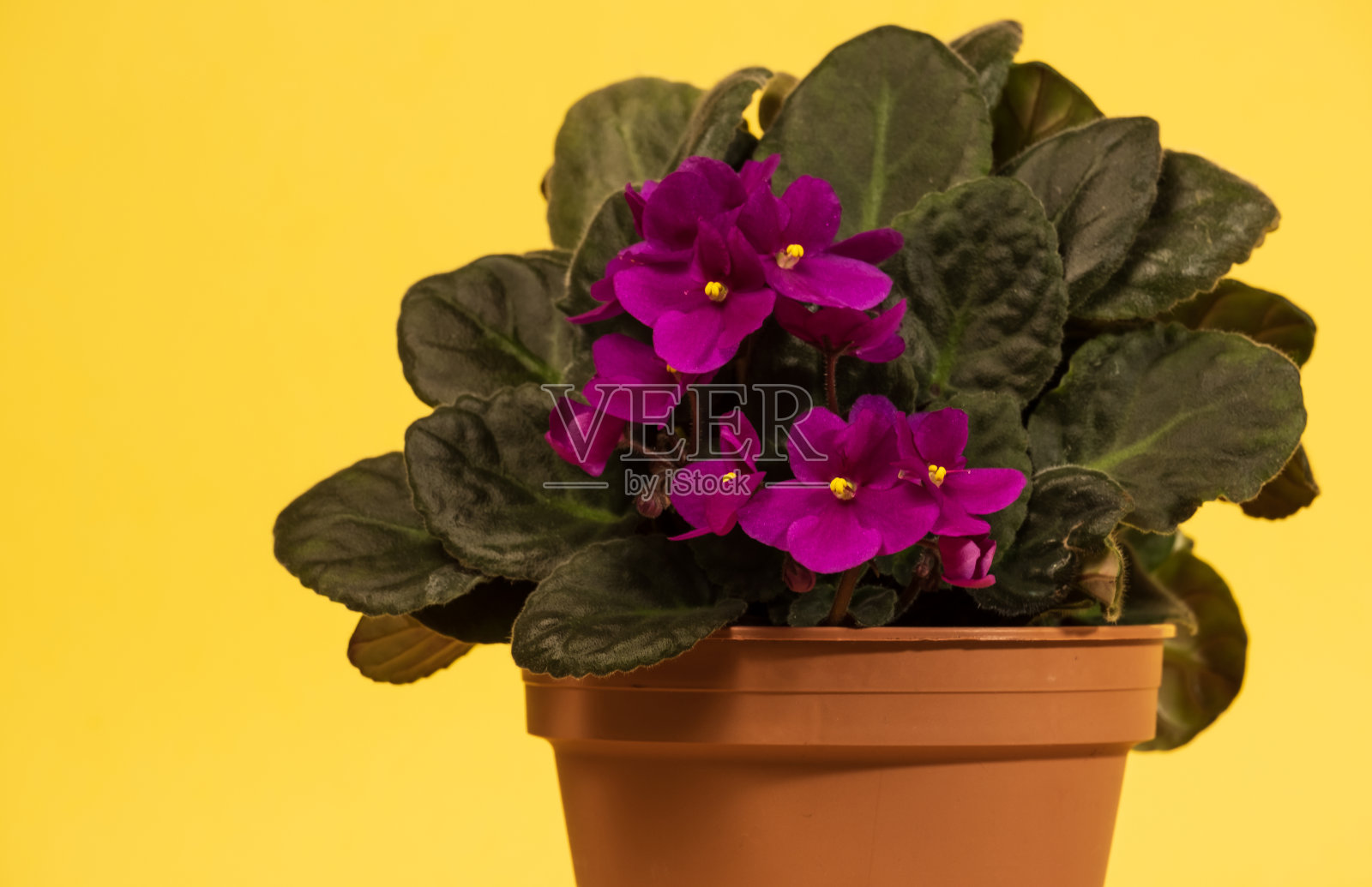 美丽盛开的紫罗兰照片摄影图片