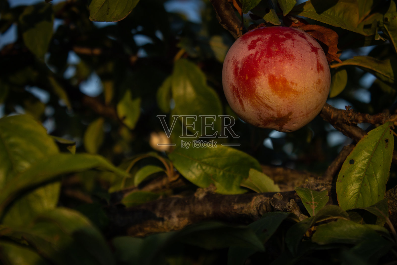 红梅落在树上照片摄影图片