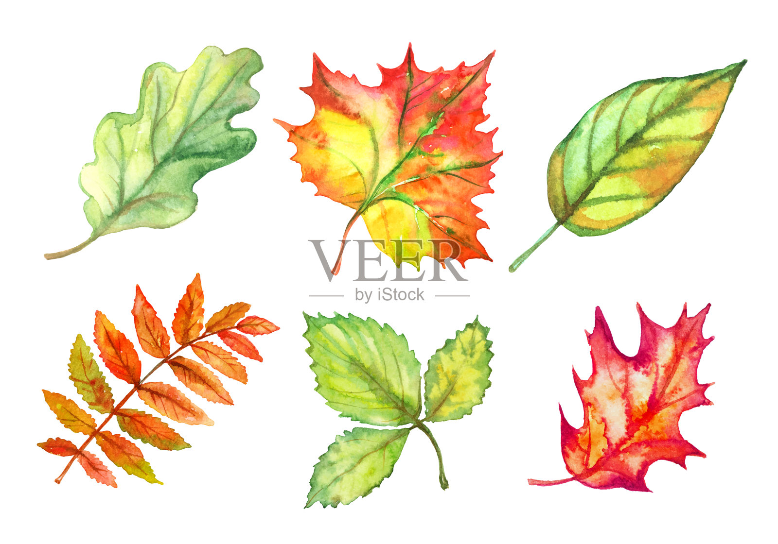 一套秋叶水彩画。向量插画图片素材