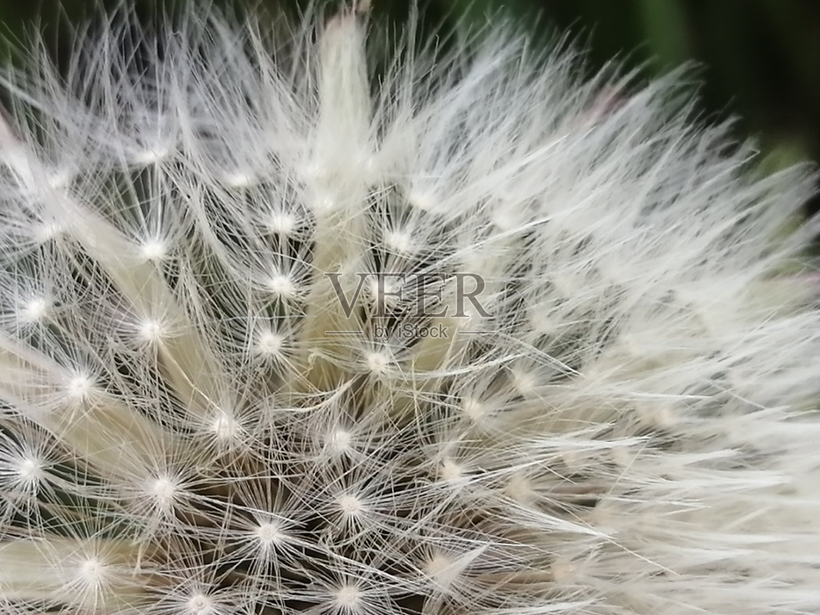 乡下的花照片摄影图片