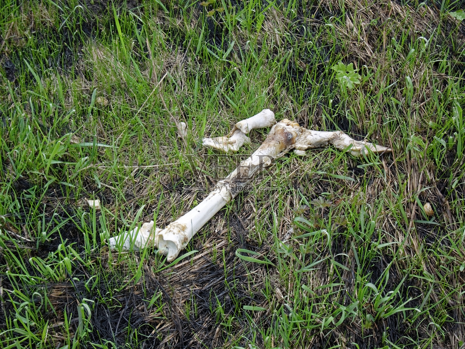 野生动物骨头在春天的草照片摄影图片