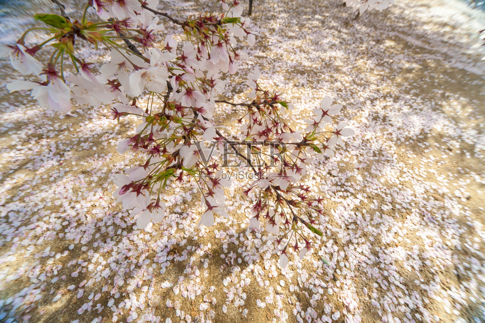 樱花盛开，花瓣散落在地上照片摄影图片